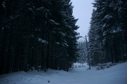 Vestre liers gamle lysløype overtas av skogen.